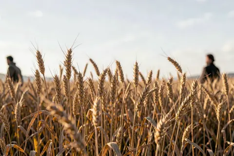 Wheat Ready for Harvest — Ruth 2:3