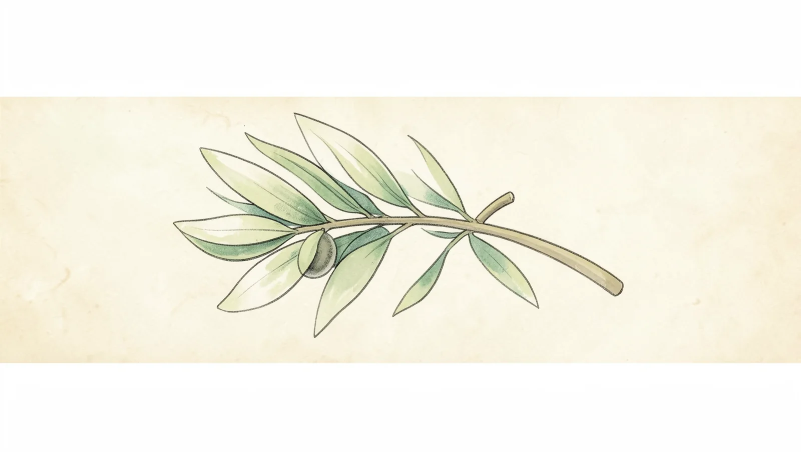 Olive Branch Divider