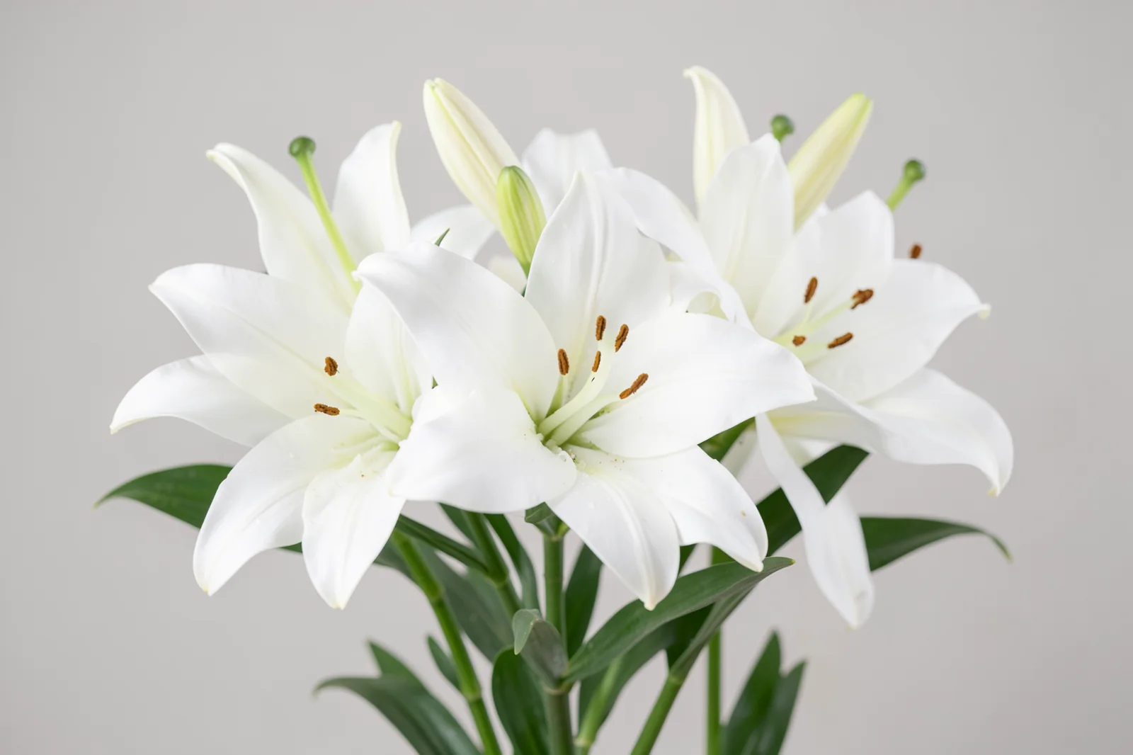 Lili di Pasqua