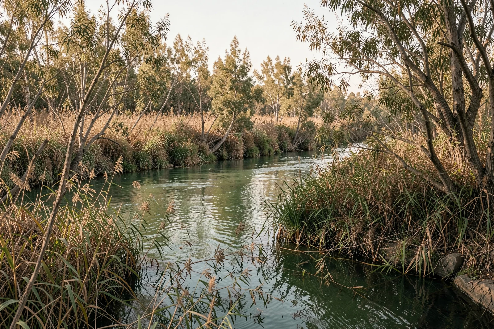 Reeds on the Jordan River