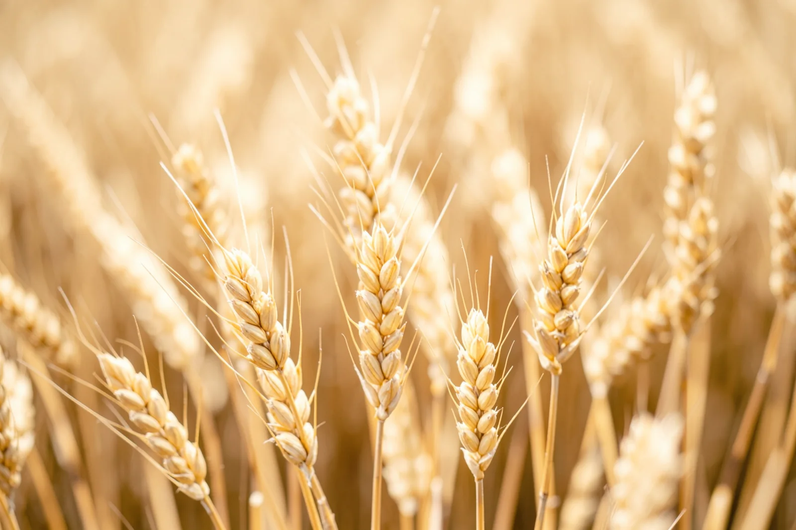 Wheat in Soft Focus